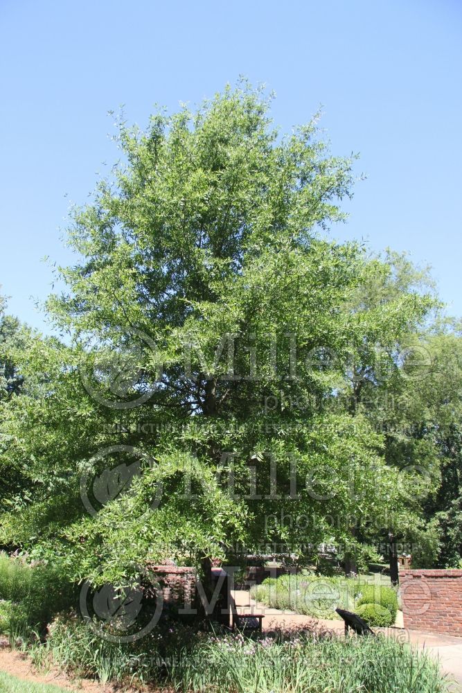 Quercus phellos (willow oak) 3 