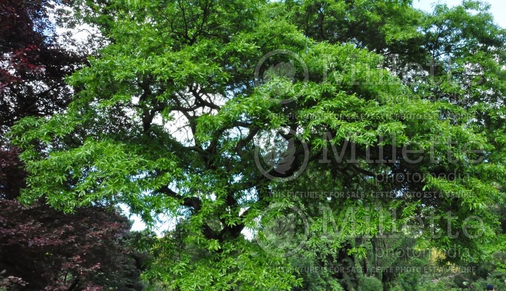 Quercus phellos (willow oak) 4 