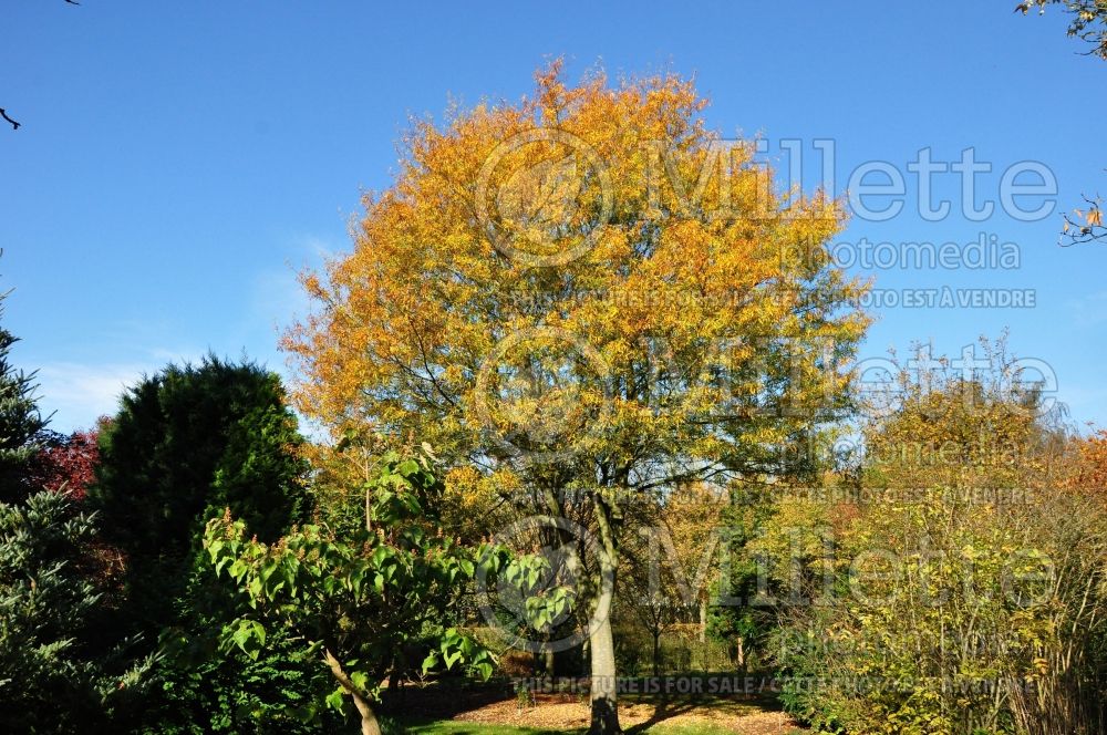 Quercus phellos (willow oak) 5 