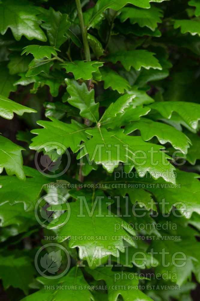 Quercus Regal Prince aka Long (Northern Red Oak) 4 