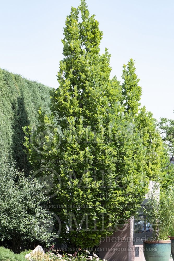 Quercus Regal Prince aka Long (Northern Red Oak) 2 