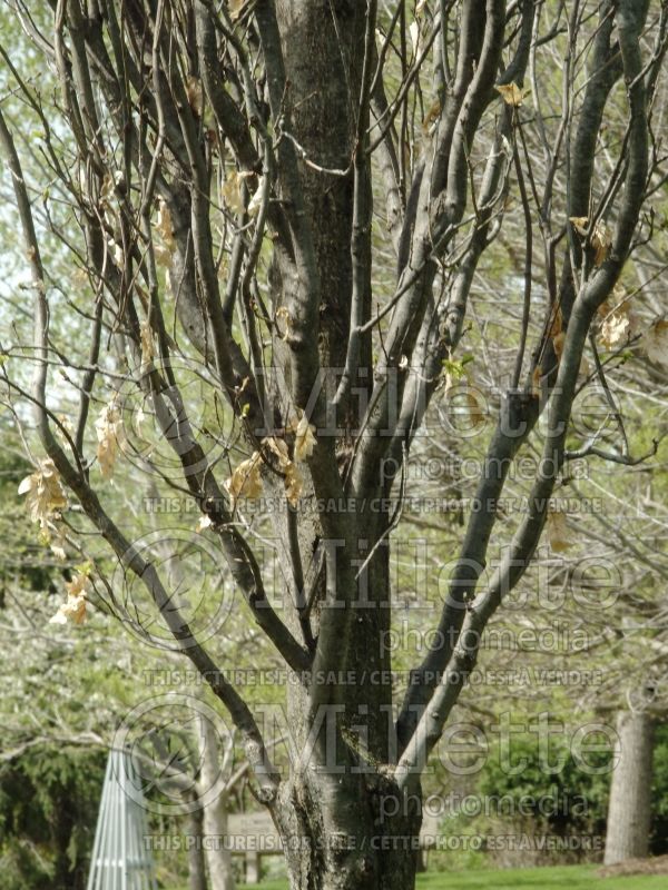 Quercus Fastigiata (English oak) 5 