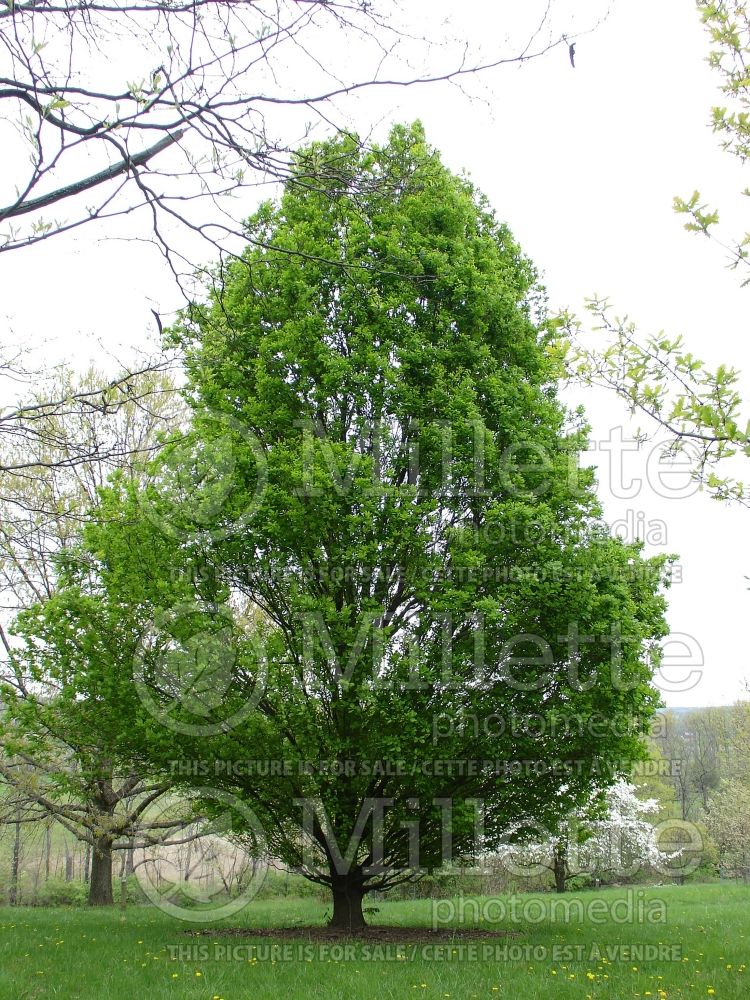 Quercus Fastigiata (English oak) 1 