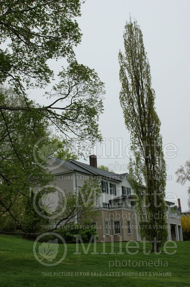 Quercus Fastigiata (English oak) 2 