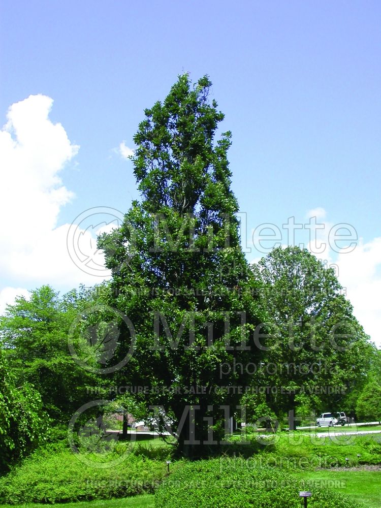 Quercus Fastigiata (English oak) 8 