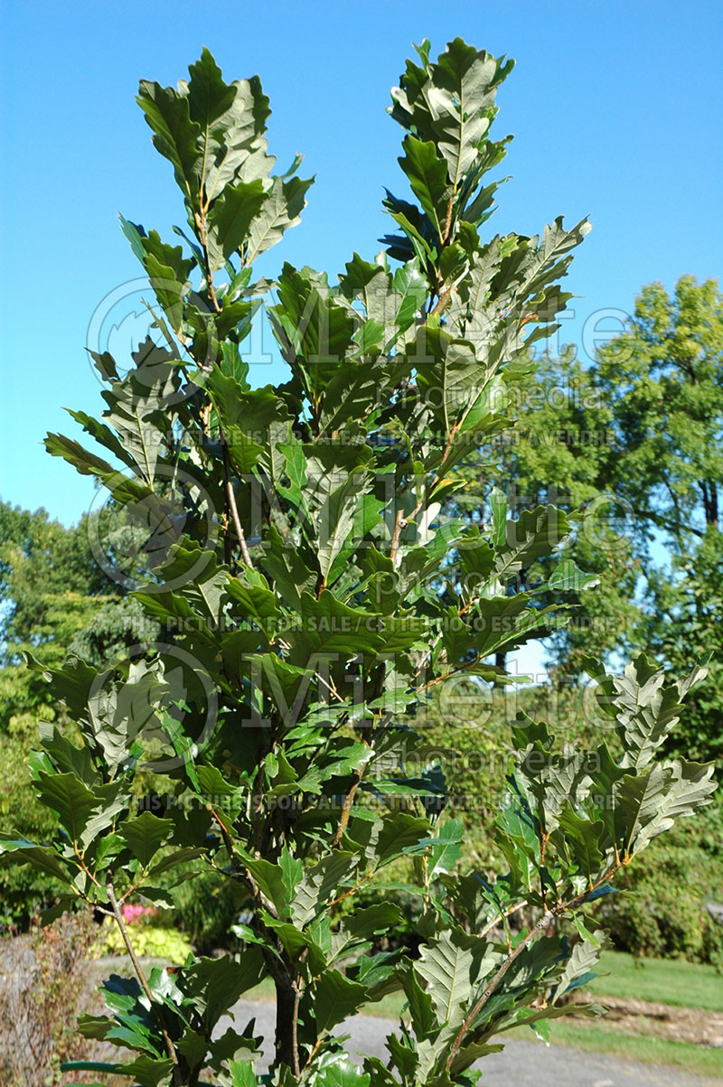 Quercus Regal Prince aka Long (Northern Red Oak) 1 