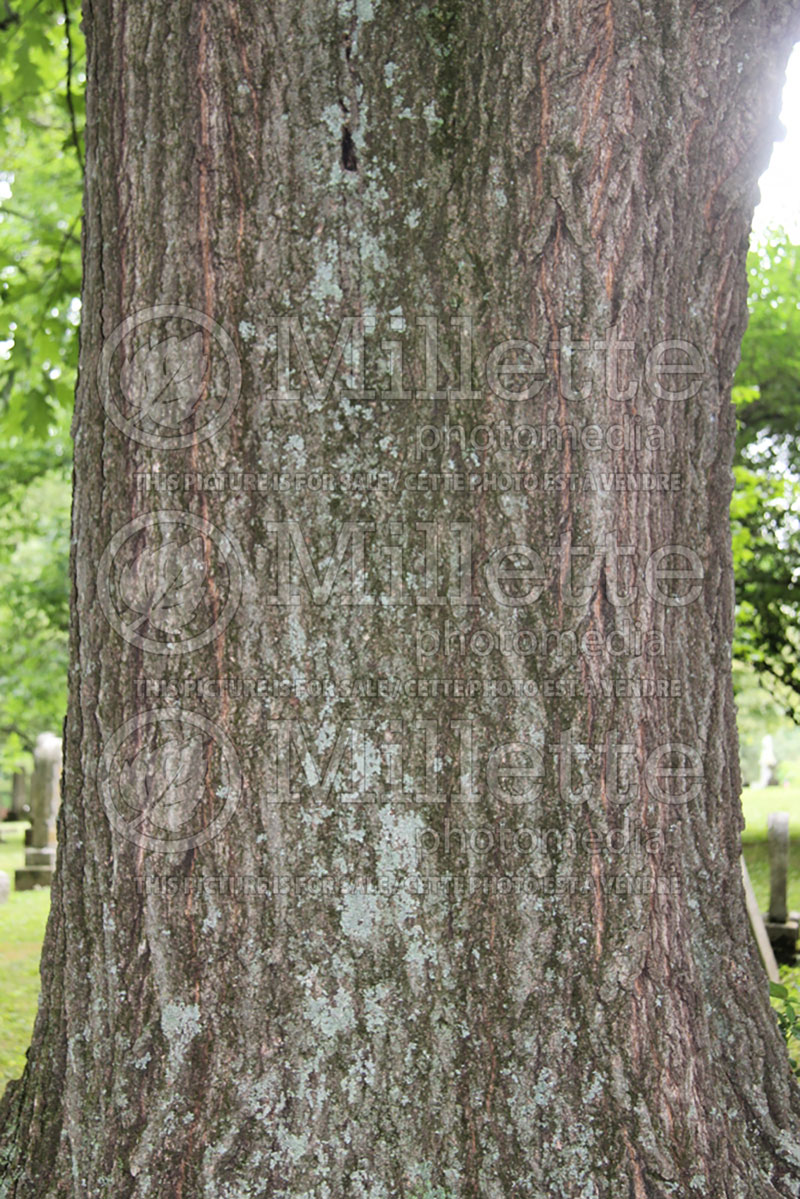 Quercus rubra (Northern red oak) 4 