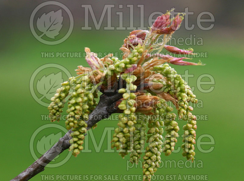 Quercus rubra (Northern red oak) 1 