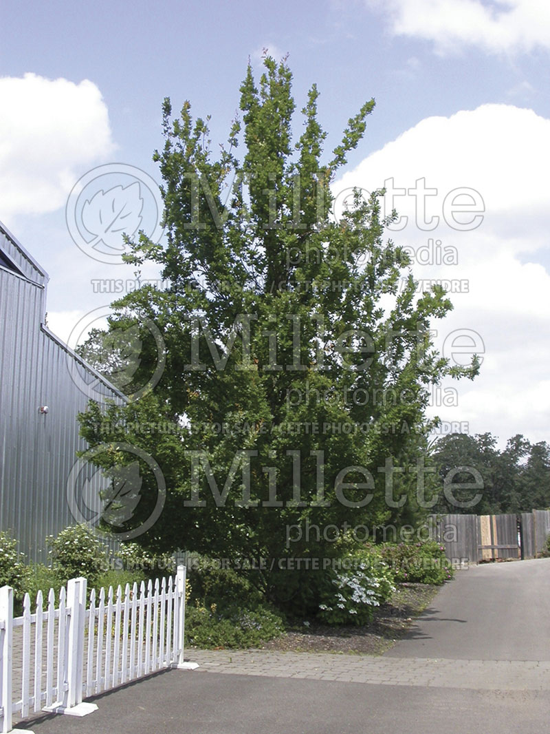 Quercus Fastigiata (English oak)  4