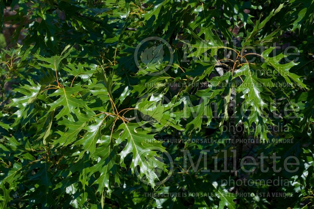Quercus shumardii (shumard oak) 4