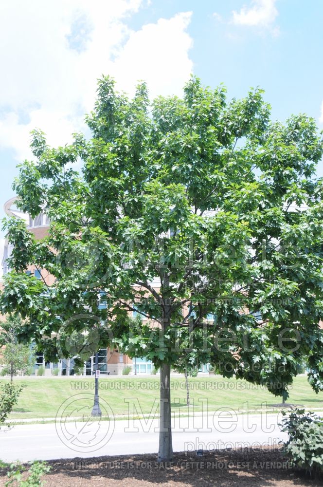 Quercus shumardii (shumard oak) 6
