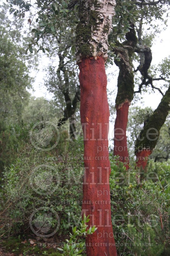 Quercus suber (Cork Oak) 1 