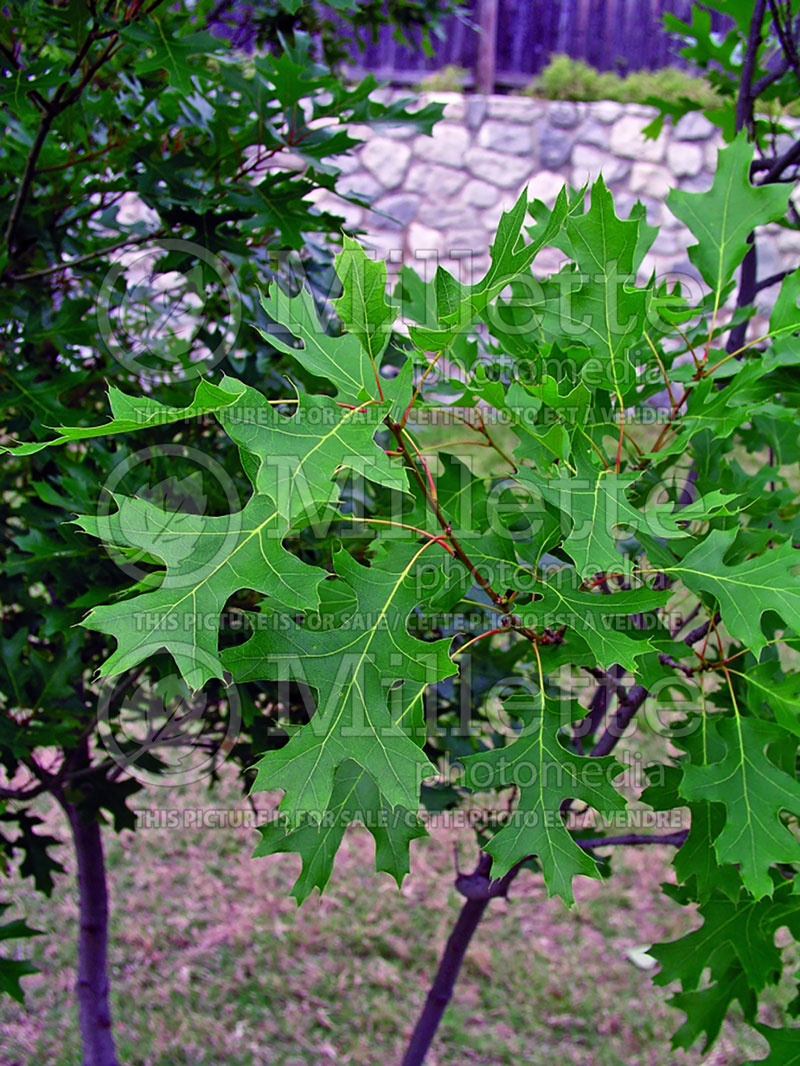 Quercus Buckley (Texas red oak) 2 