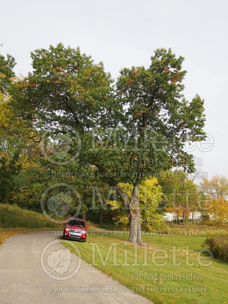 Quercus velutina (black oak) 3 