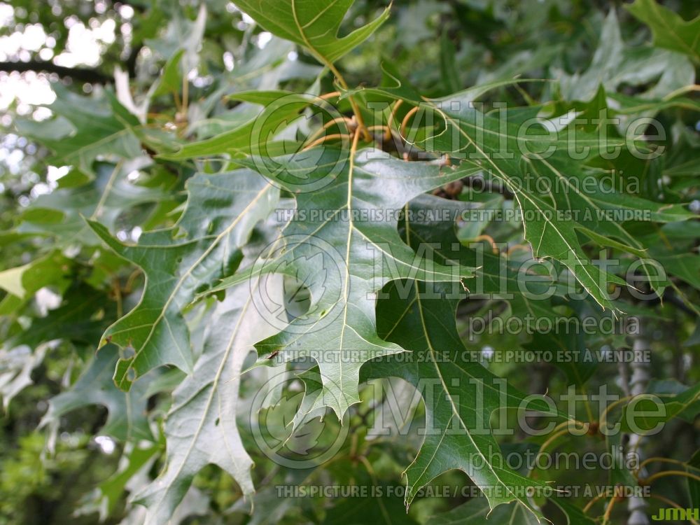 Quercus velutina (black oak) 4 