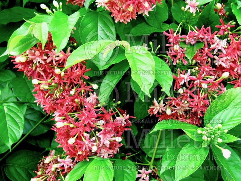 Quisqualis indica aka Combretum indicum (Chinese honeysuckle or Rangoon creeper) 2 