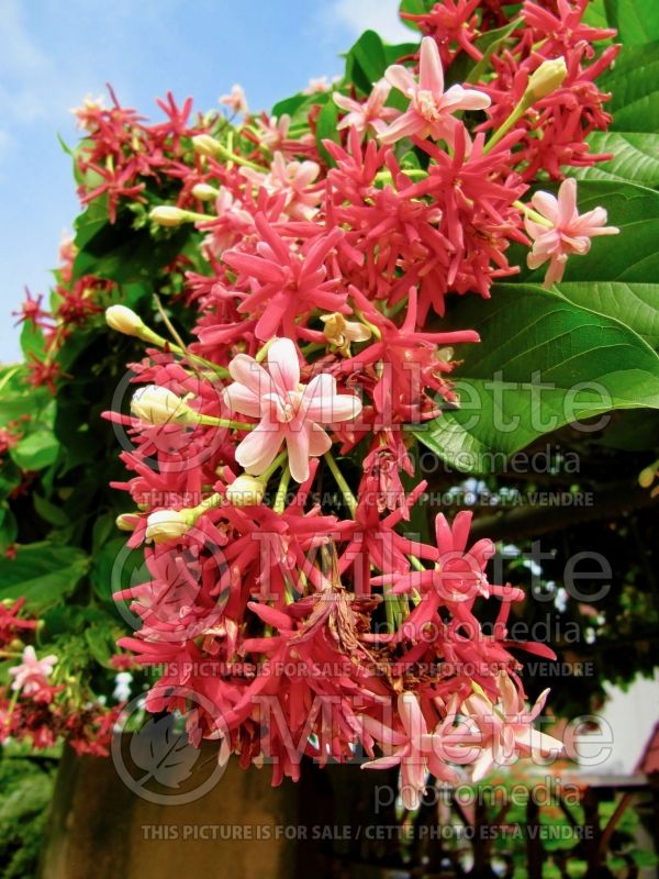 Quisqualis indica aka Combretum indicum (Chinese honeysuckle or Rangoon creeper) 5 