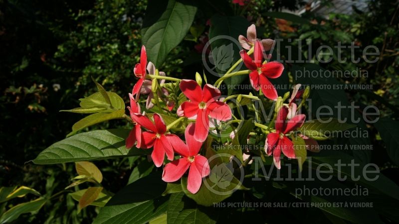 Quisqualis indica aka Combretum indicum (Chinese honeysuckle or Rangoon creeper) 7 