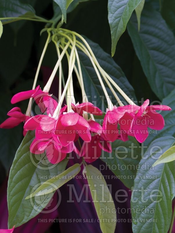 Quisqualis indica aka Combretum indicum (Chinese honeysuckle or Rangoon creeper) 8 