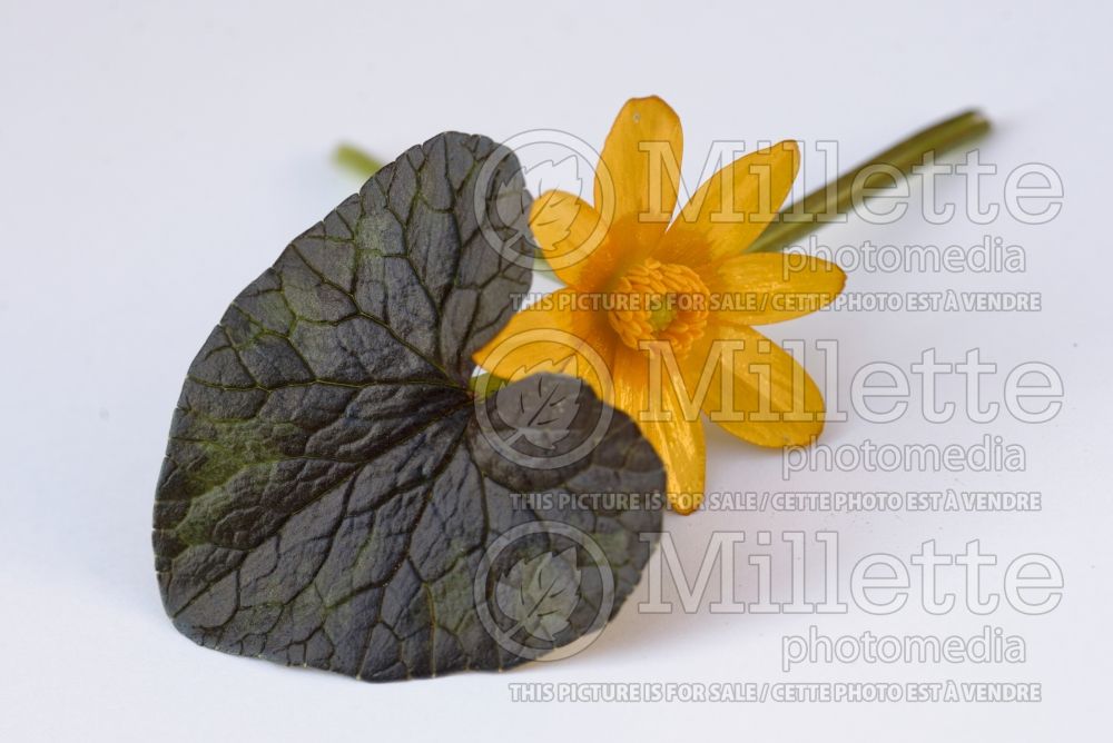 Ranunculus Coppernob (Lesser celandine) 1  