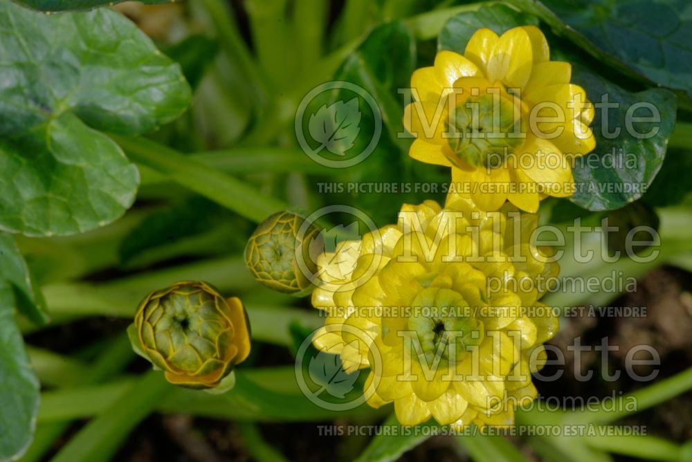 Ficaria aka Ranunculus Damerham (Lesser celandine) 2 