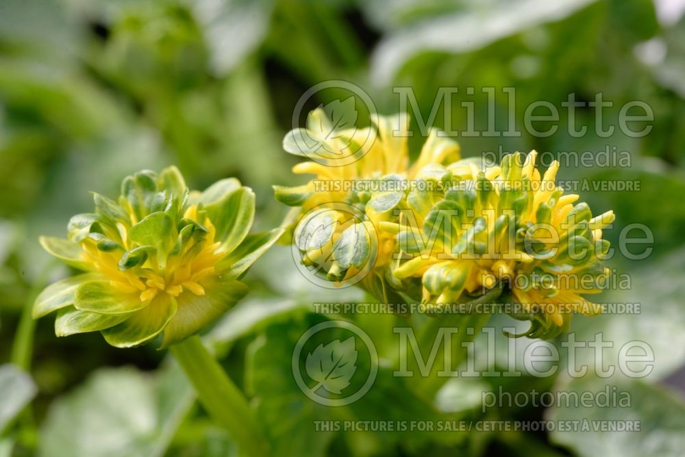 Ranunculus Salad Bowl (Lesser celandine) 2  