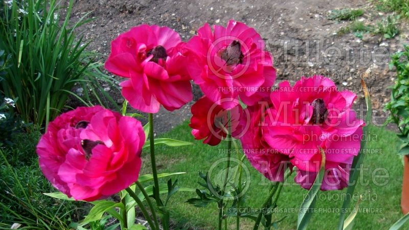 Ranunculus Aviv Pink (Ranunculus) 1 