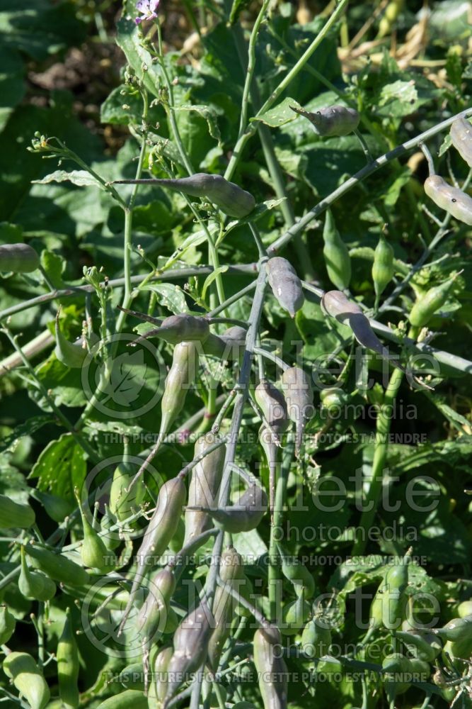 Raphanus sativus caudatus (Rat's Tail Radish vegetable - radis) 1 