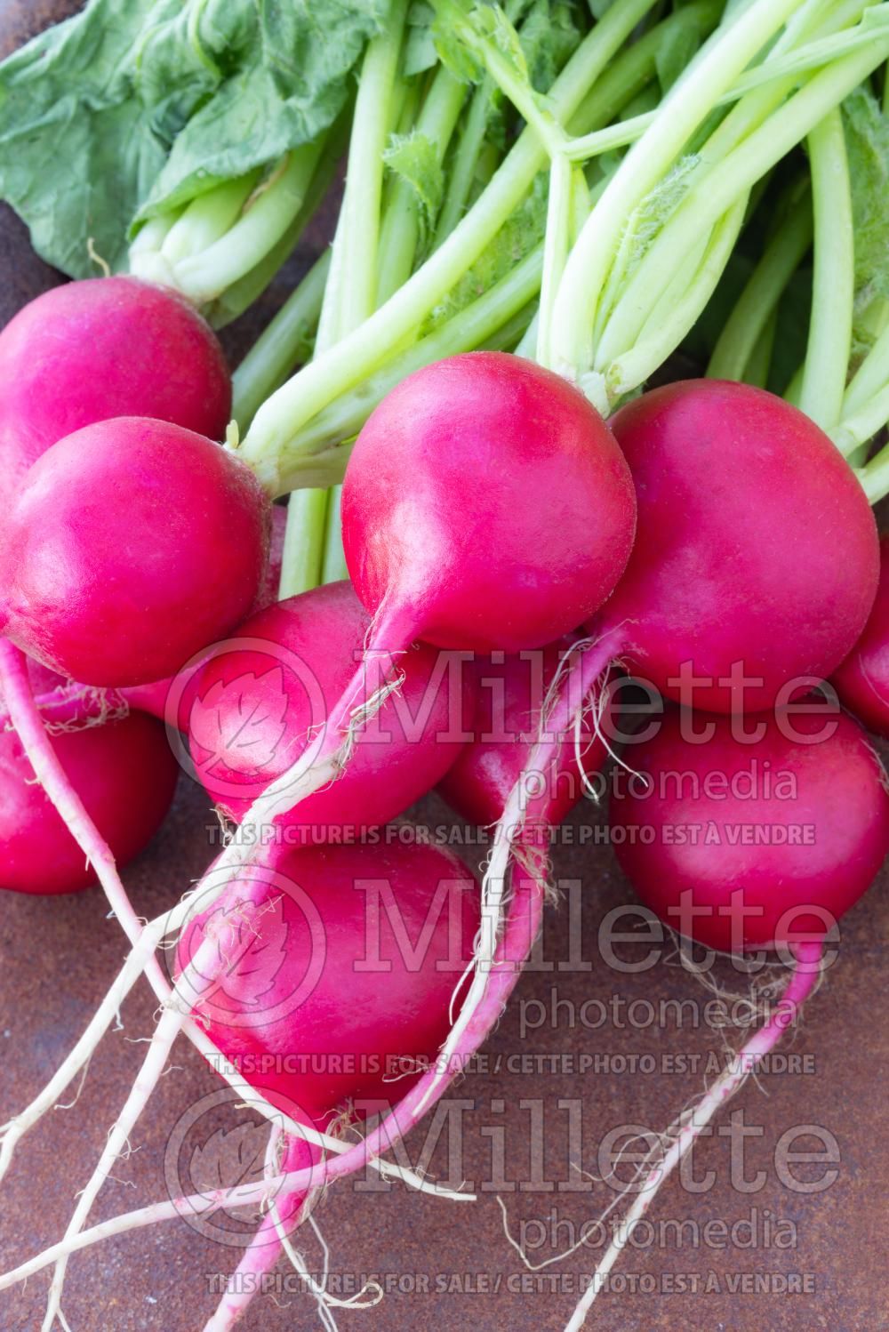 Raphanus Cherry Belle (Radish) 4