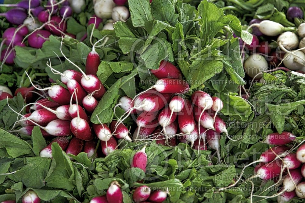 Raphanus Petit Déjeuner (Radish vegetable) 1 