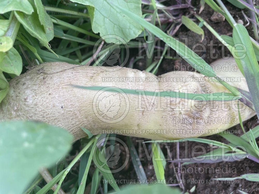 Raphanus Shirahime Hatsuka (Daikon Radish) 1 