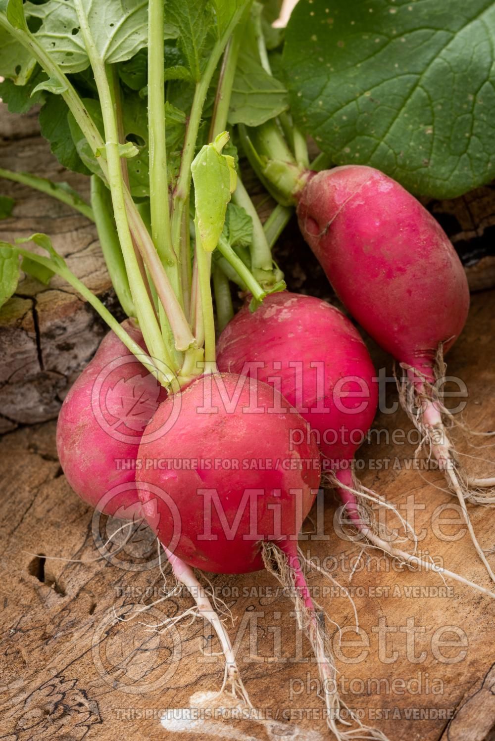 Raphanus Teko (Radish) 1