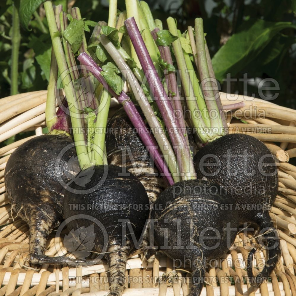 Raphanus sativus var. niger (Black Radish - radis) 2 