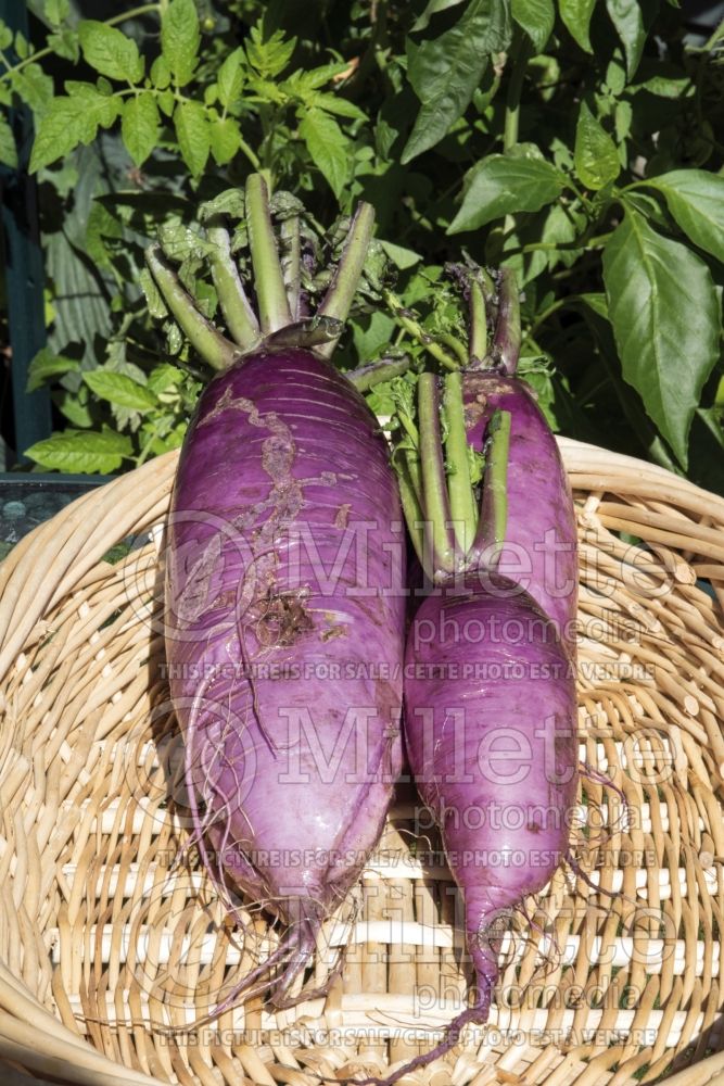 Rhaphanus sativus var. longipinnatus (Daikon Radish vegetable) 1 