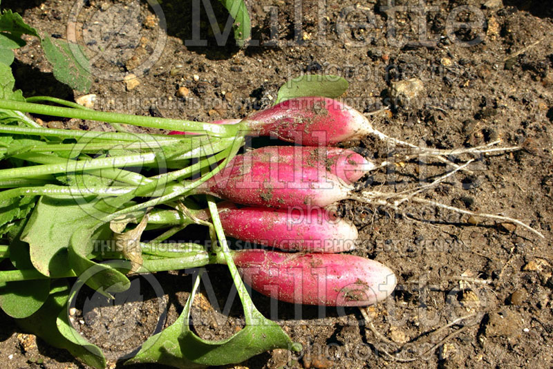 Raphanus French Breakfast (Radish) 2 