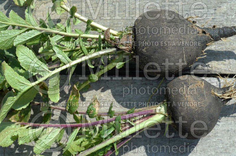 Raphanus Noir gros rond d'hiver (Black Radish) 1 