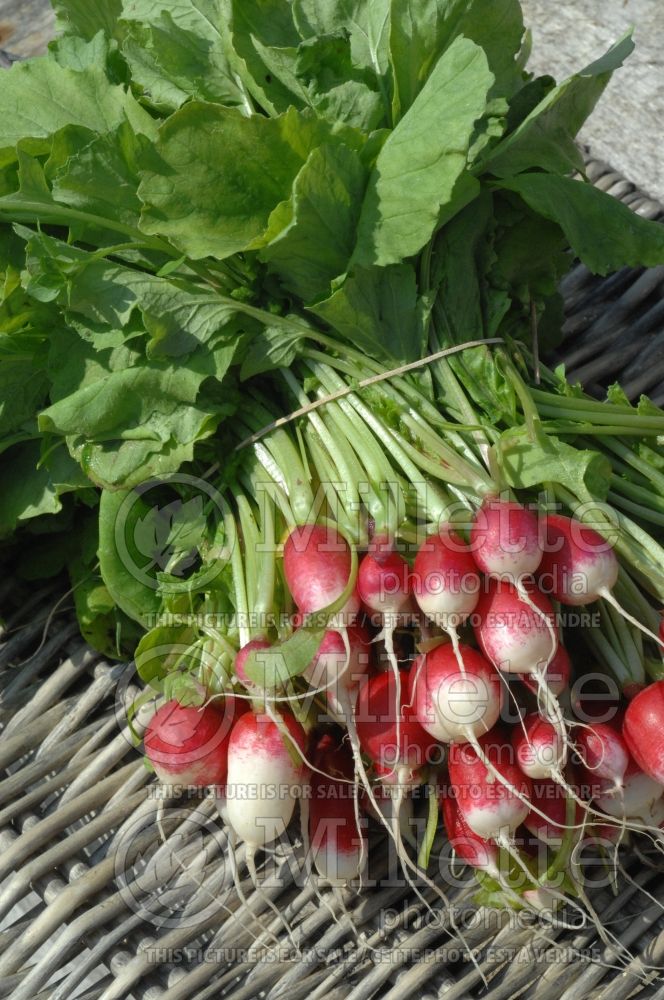 Raphanus Pernot (Radish) 1 