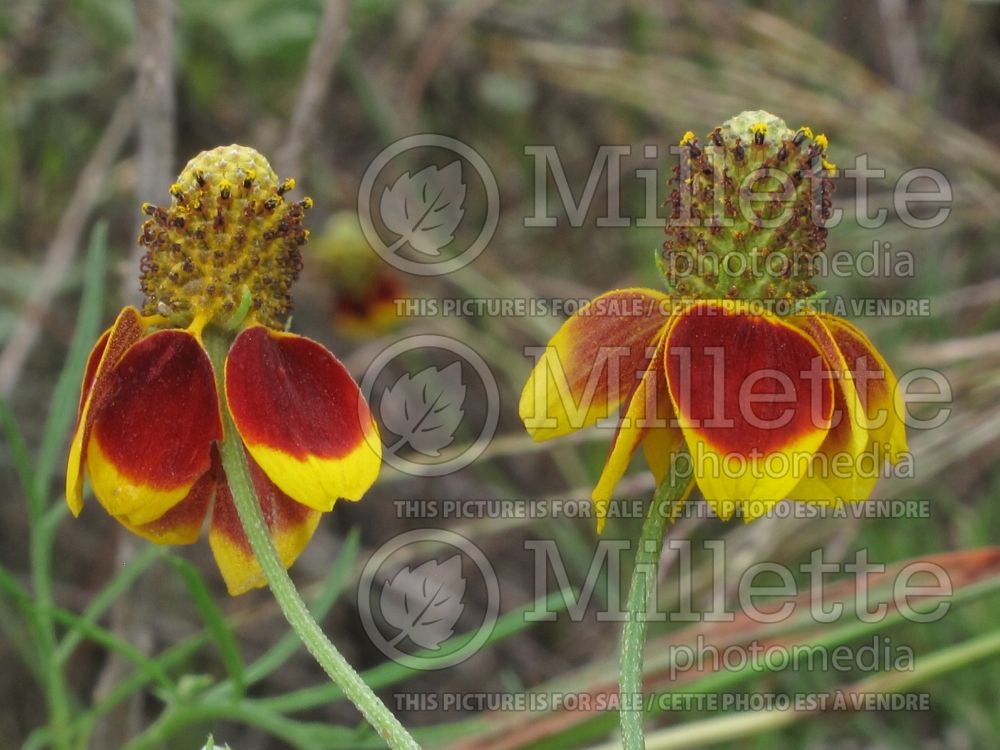 Ratibida columnifera (Mexican hat, Prairie coneflower) 2 