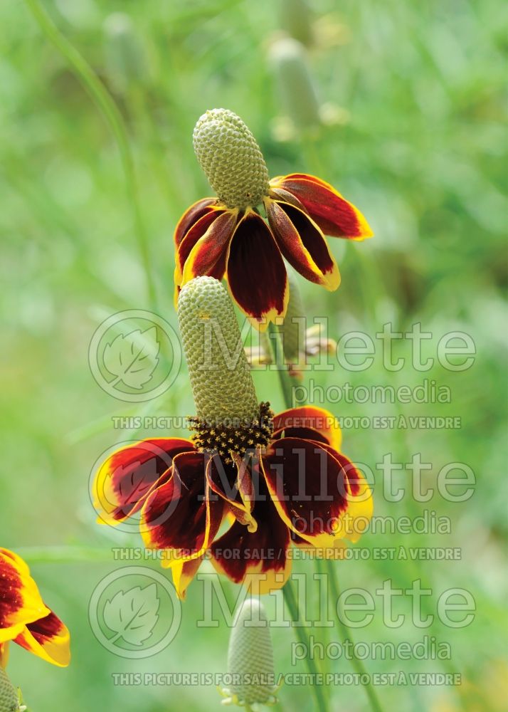 Ratibida columnifera (Mexican hat, Prairie coneflower) 3 