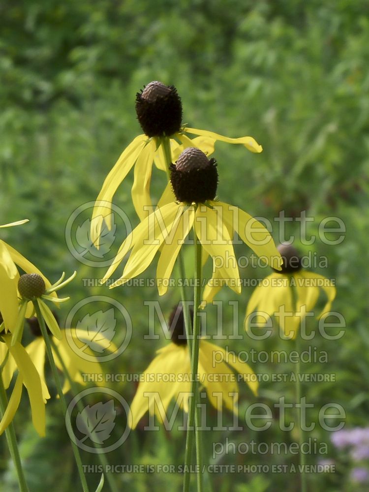 Ratibida pinnata (Pinnate prairie coneflower) 7 