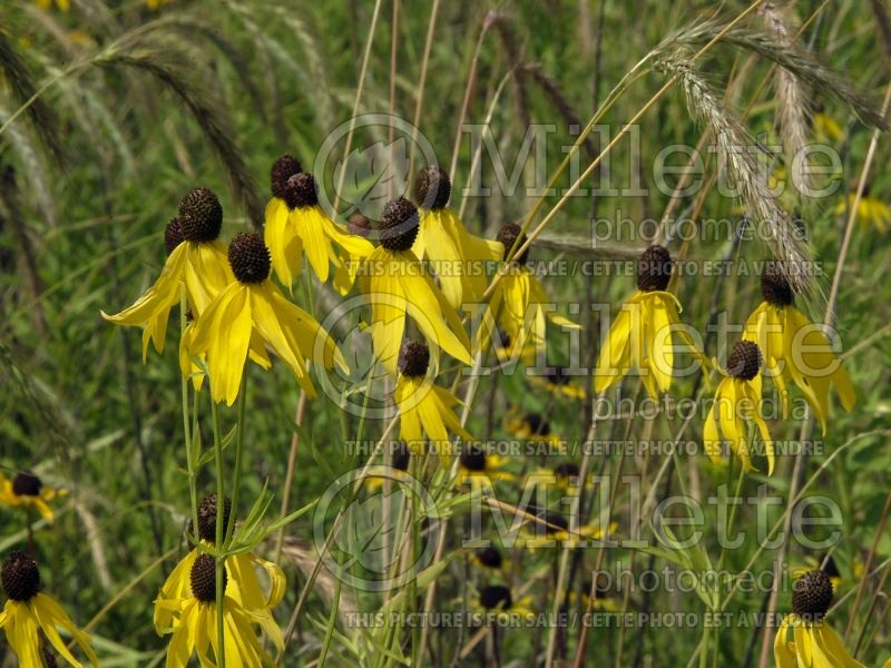 Ratibida pinnata (Pinnate prairie coneflower) 6 