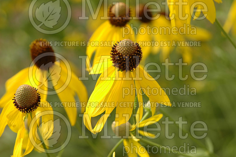 Ratibida pinnata (Pinnate prairie coneflower) 2 