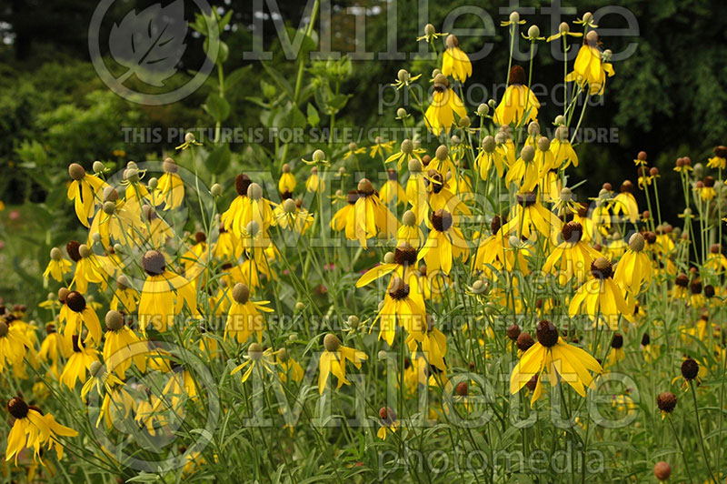 Ratibida pinnata (Pinnate prairie coneflower) 1 