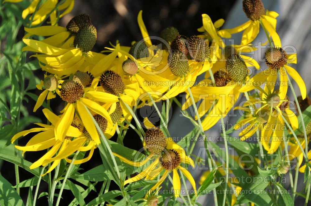 Ratibida pinnata (Pinnate prairie coneflower) 3 