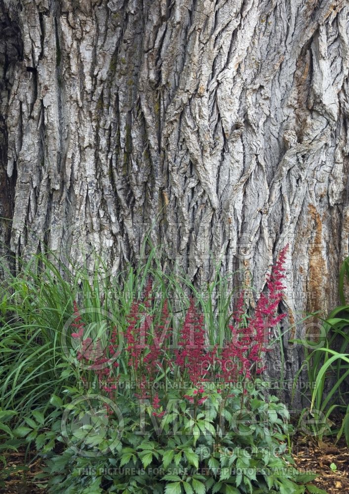 Red Astilbe flowers in mulch border against a large Populus deltoides 1
