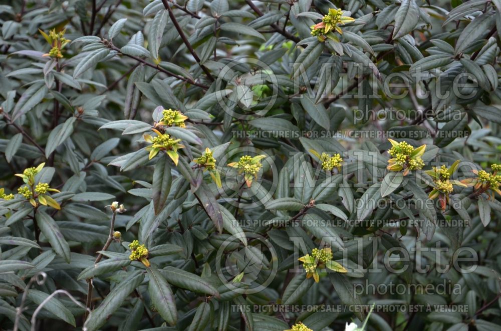 Frangula californica aka Rhamnus californica (Coffeeberry) 6  