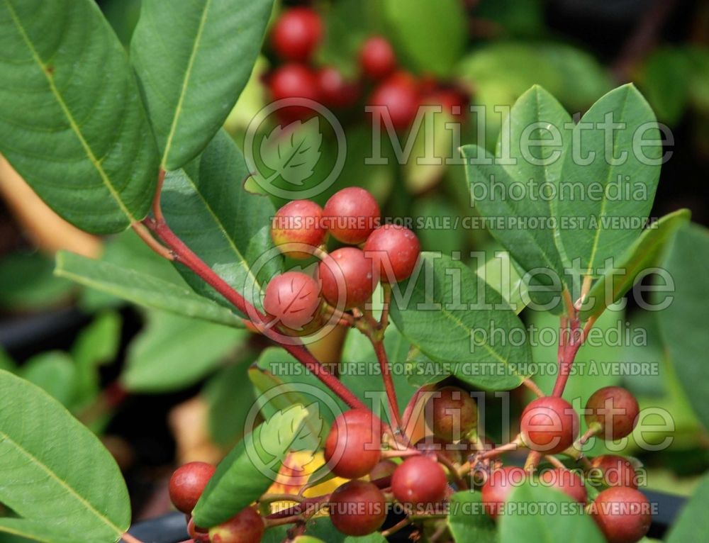 Frangula californica aka Rhamnus californica (Coffeeberry) 2  