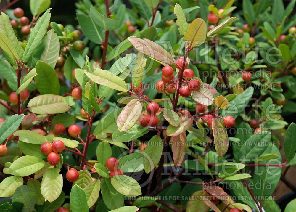 Frangula californica aka Rhamnus californica (Coffeeberry) 3  