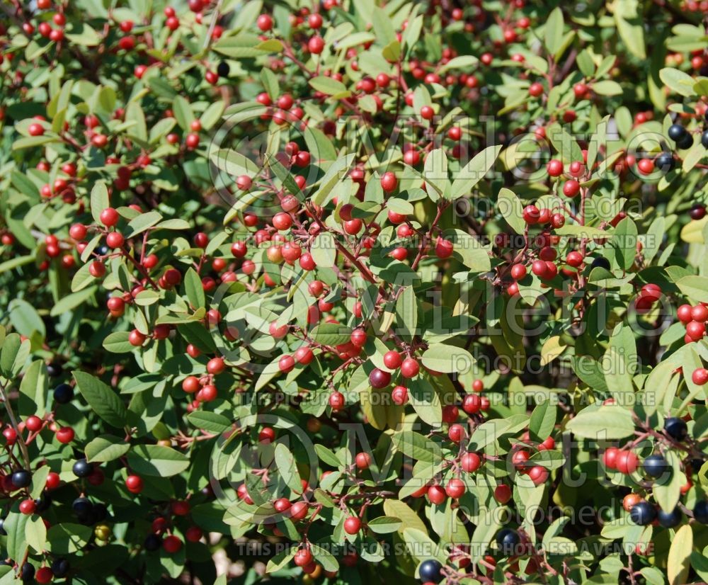 Frangula californica aka Rhamnus californica (Coffeeberry) 4  