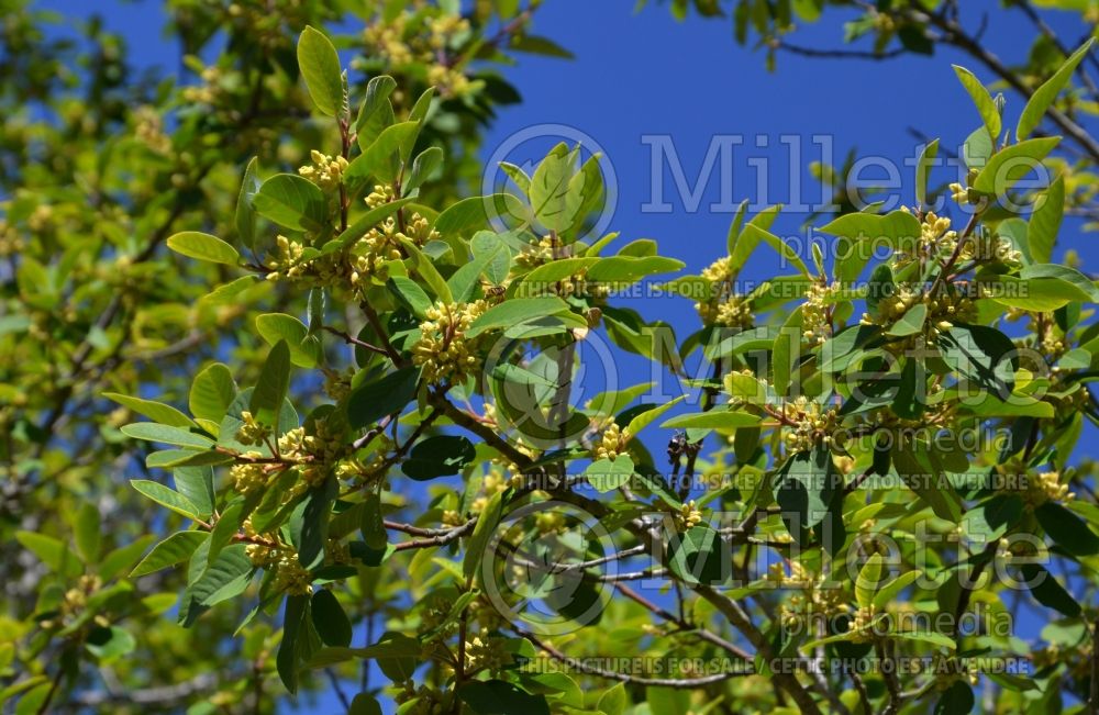 Frangula californica aka Rhamnus californica (Coffeeberry) 5  